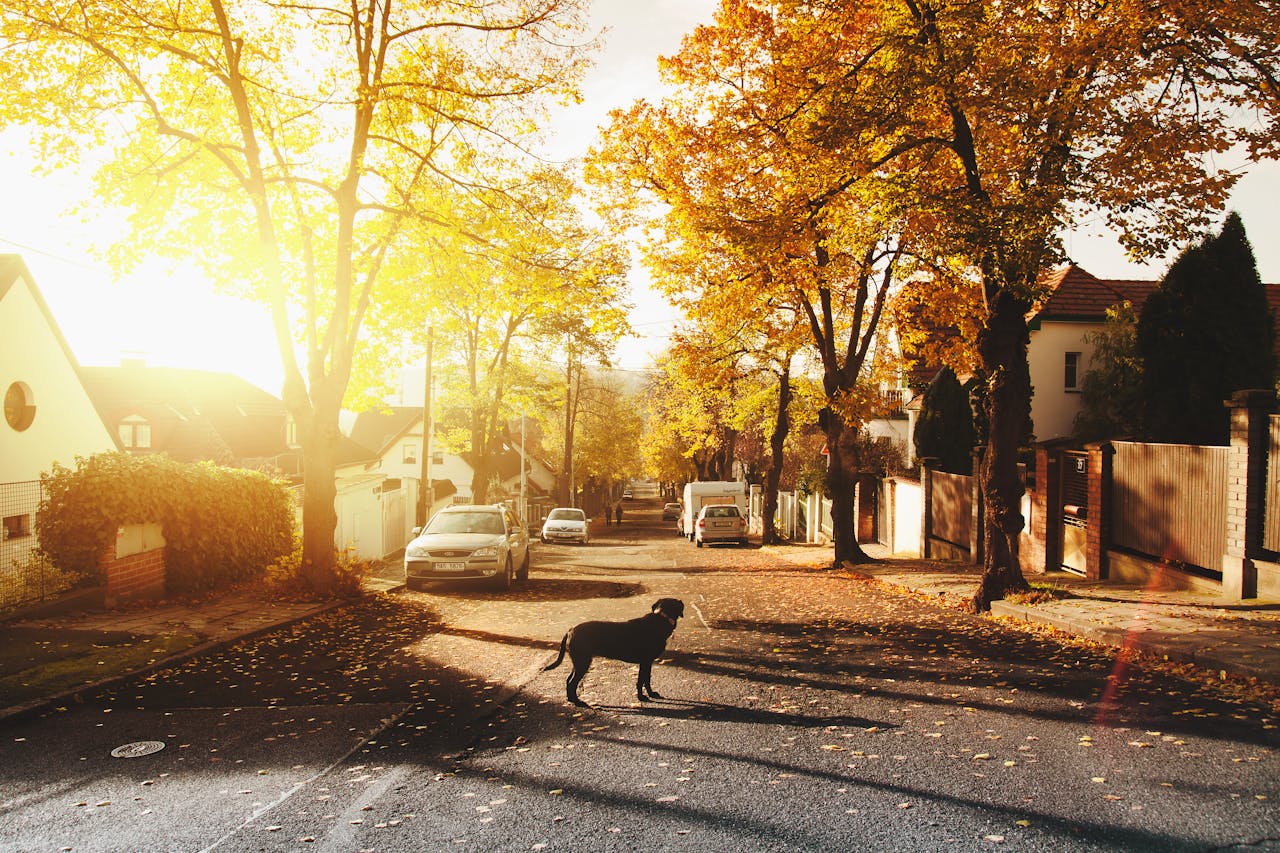 The Art of Drawing Readers In: Your attractive post title goes here A peaceful autumnal street scene with a dog in a sunlit neighborhood.